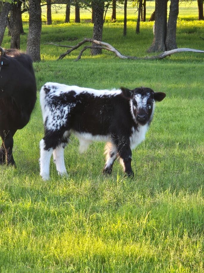 cow media__61147.1719499310.386.