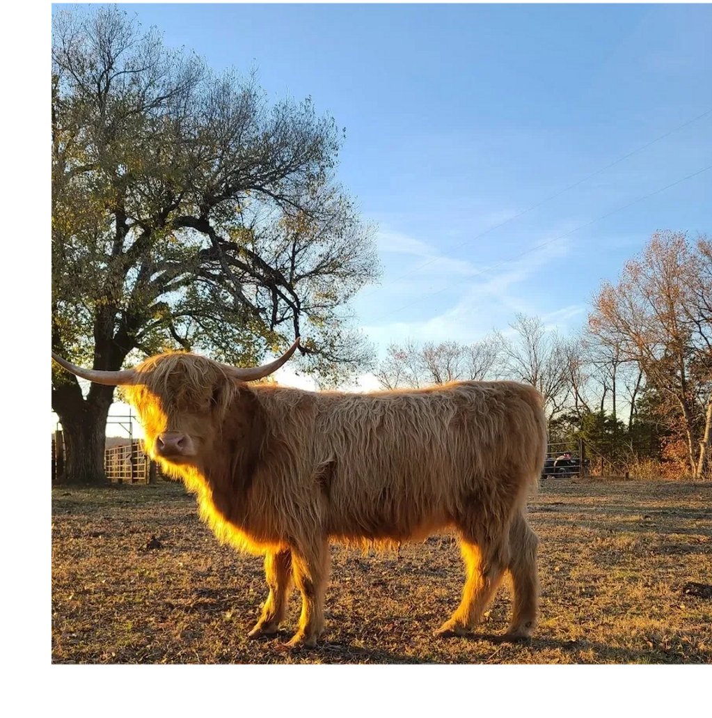 Highland cow