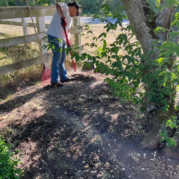 A man gardening near a tree and wooden fence on a sunny day.