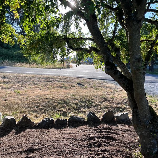 Sunlight filters through tree leaves onto a garden bed and dry grass by the roadside.