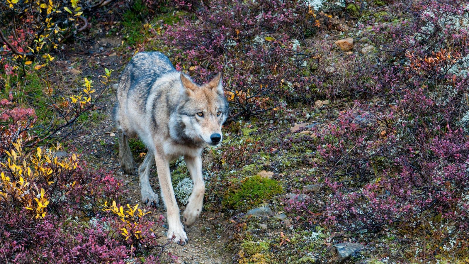 https://www.npca.org/articles/1433-denali-s-wolves-should-be-seen-not-hunted