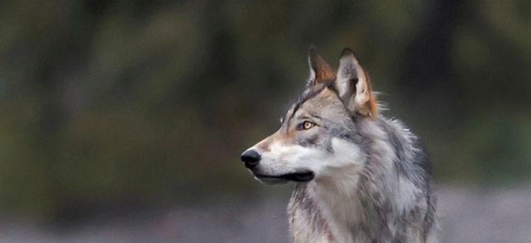 https://intheshadowofthewolf.com/2018/04/02/denali-national-park-wolves/