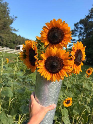 Hand holding a vase of vibrant sunflowers in a field.