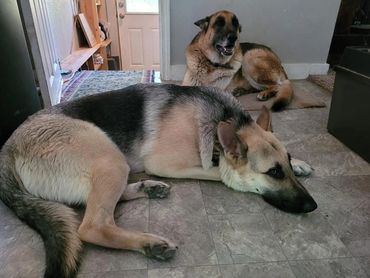 German Shepherds