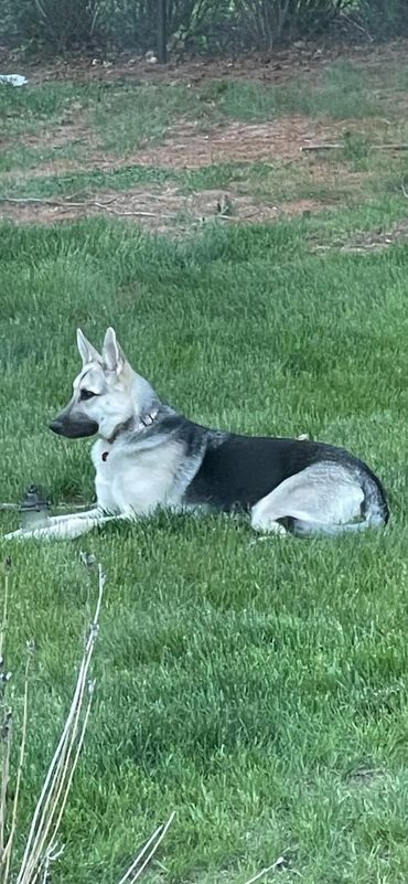 German Shepherd Dog