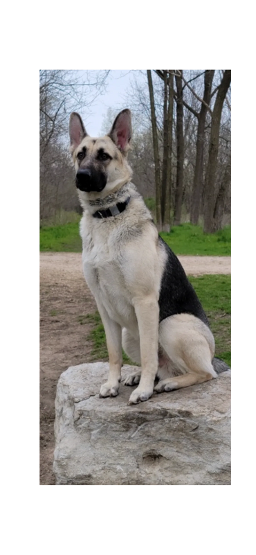 German Shepherd Dog