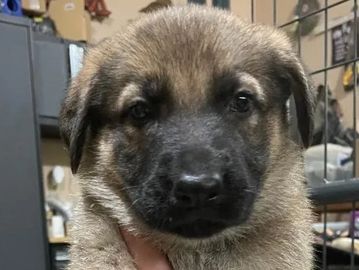 German Shepherd Puppy