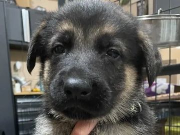 German Shepherd Puppy