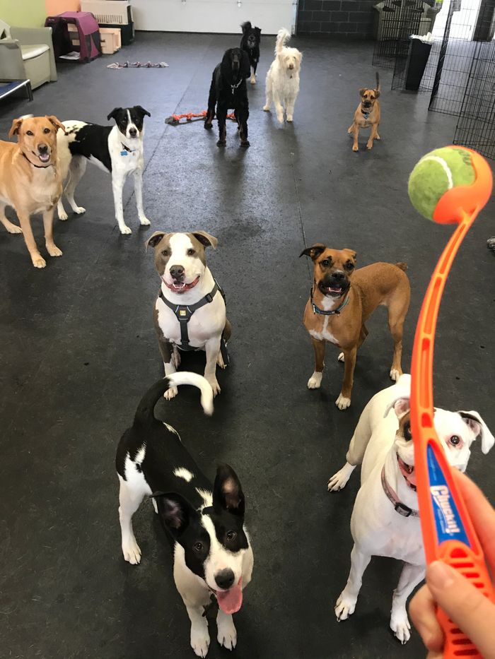 dogs, puppy, groom, play ball, daycare, boarding