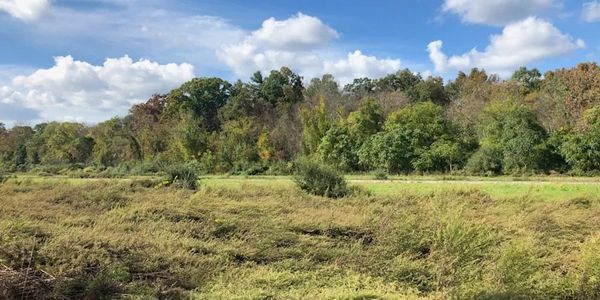 A scenic landscape with a grassy field and dense trees under a partly cloudy sky.