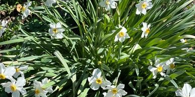 Cluster of white daffodils with yellow centers in greenery.