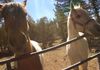 Big horses at Big Bear