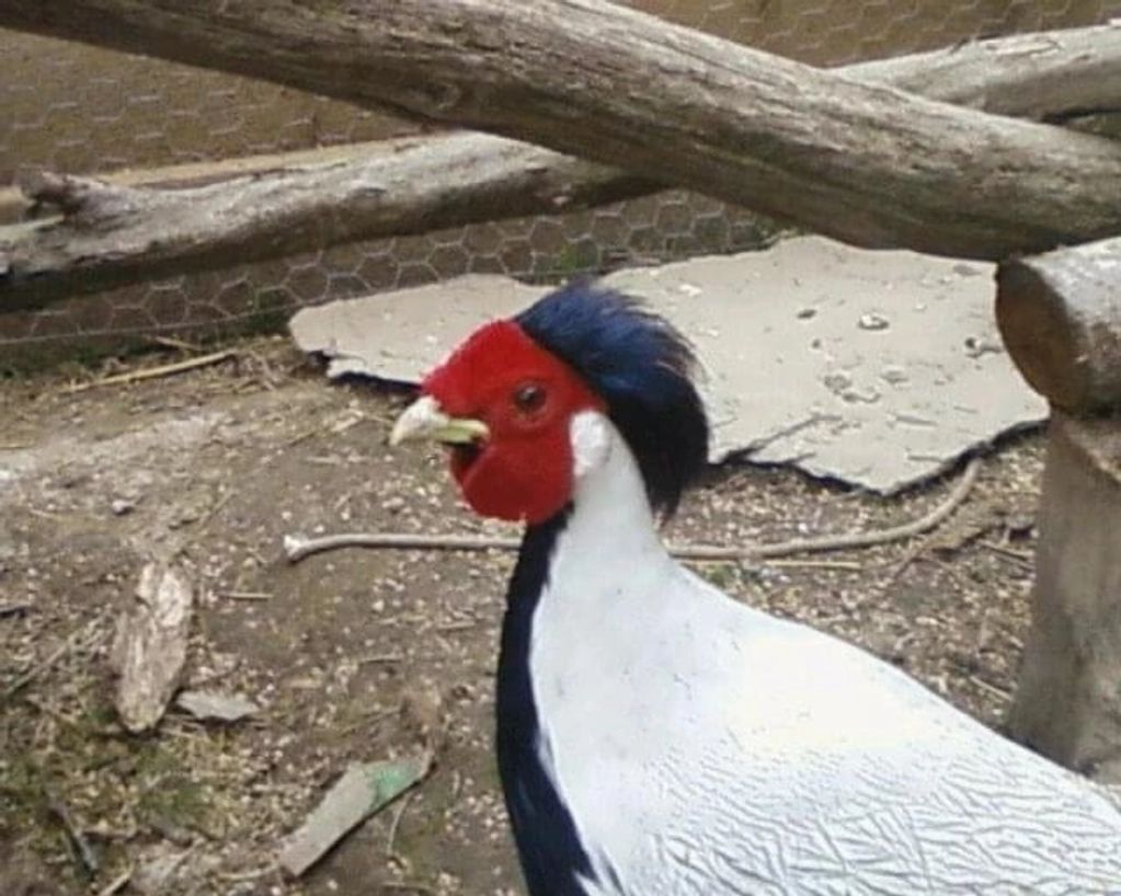 Silver Pheasant 