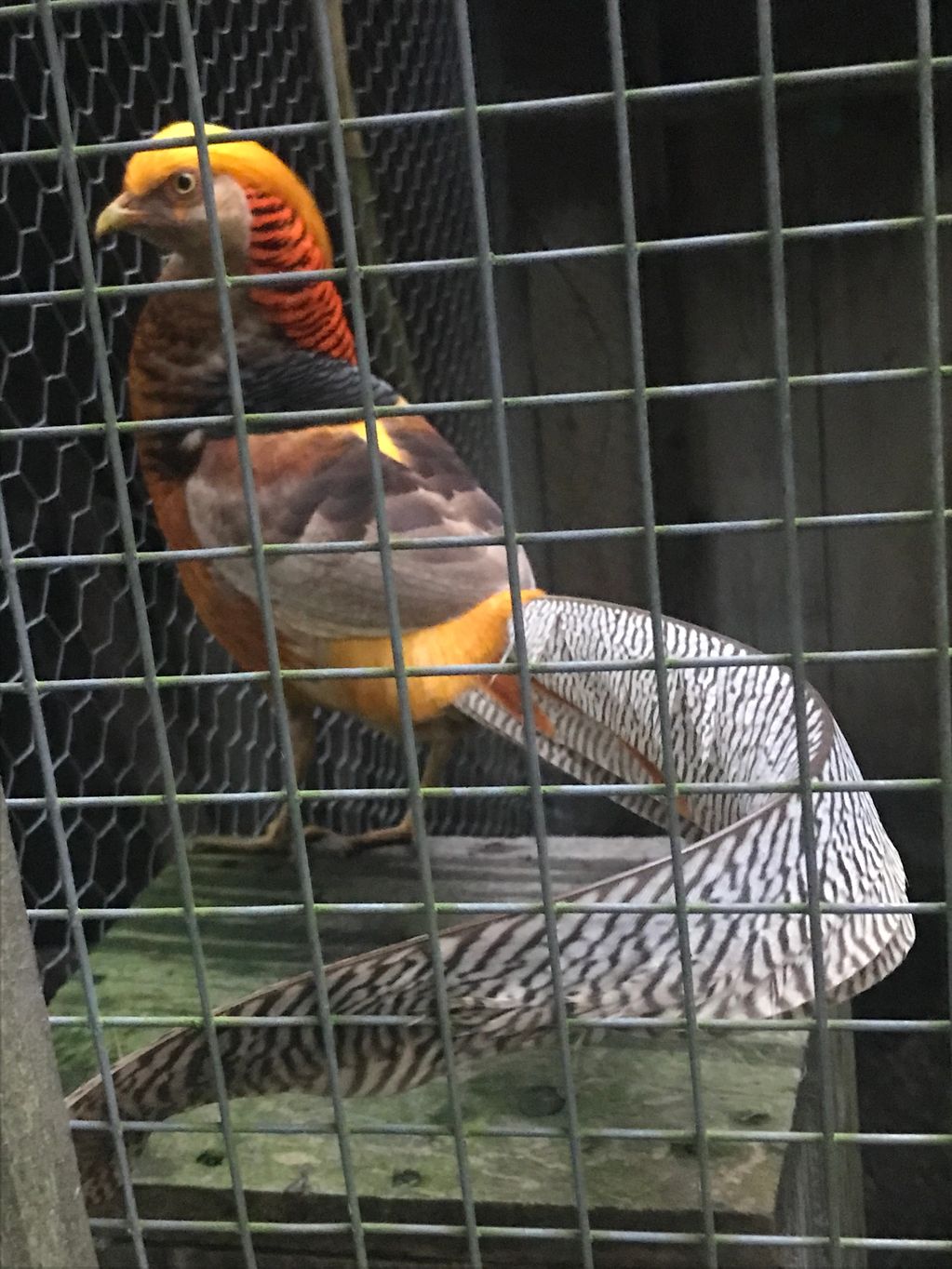 Salmon Golden Pheasant Male 