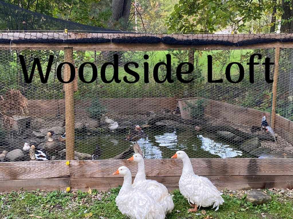 The geese in front of one of the mixed aviary’s we have. Pheasant and waterfowl in the mix