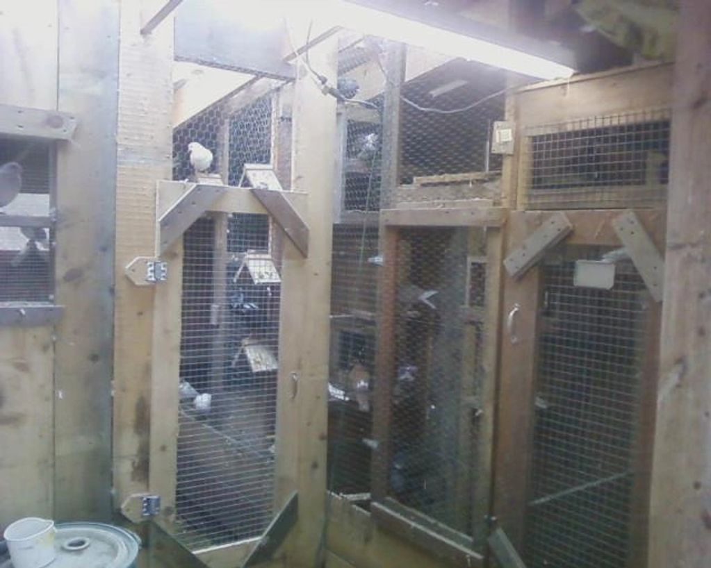 Inside the original Loft for my pigeons 