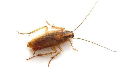 German Cockroach