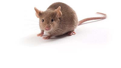 Mice and Pest Control- How to Keep Mice Away? — Mother Nature's Pest & Lawn