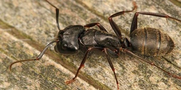 Pennsylvania Carpenter Ant