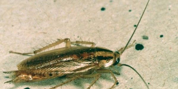 German Cockroach