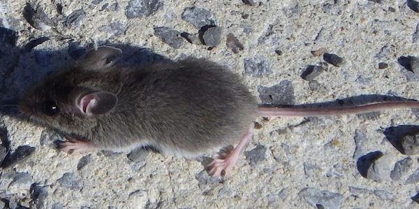 House Mouse