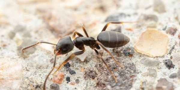 Odorous House Ant