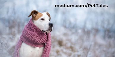 Pawsitive Pet Care’s Inclement Weather Policy