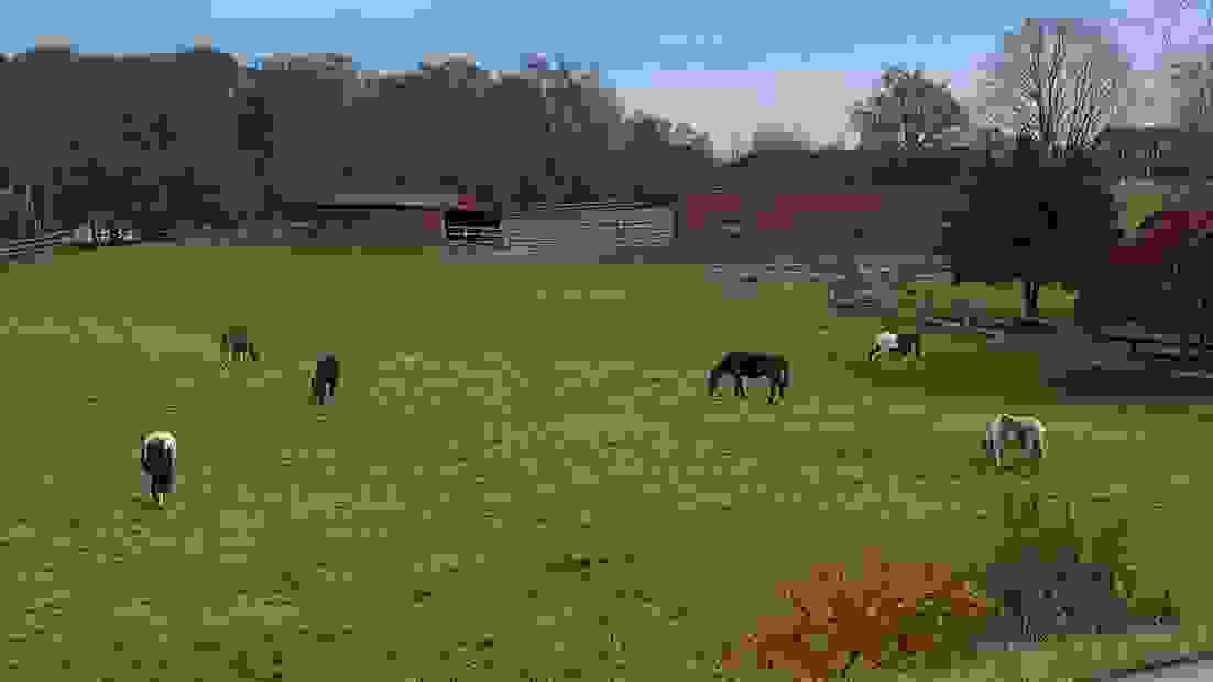 Second Chance Horse Rescue Farm