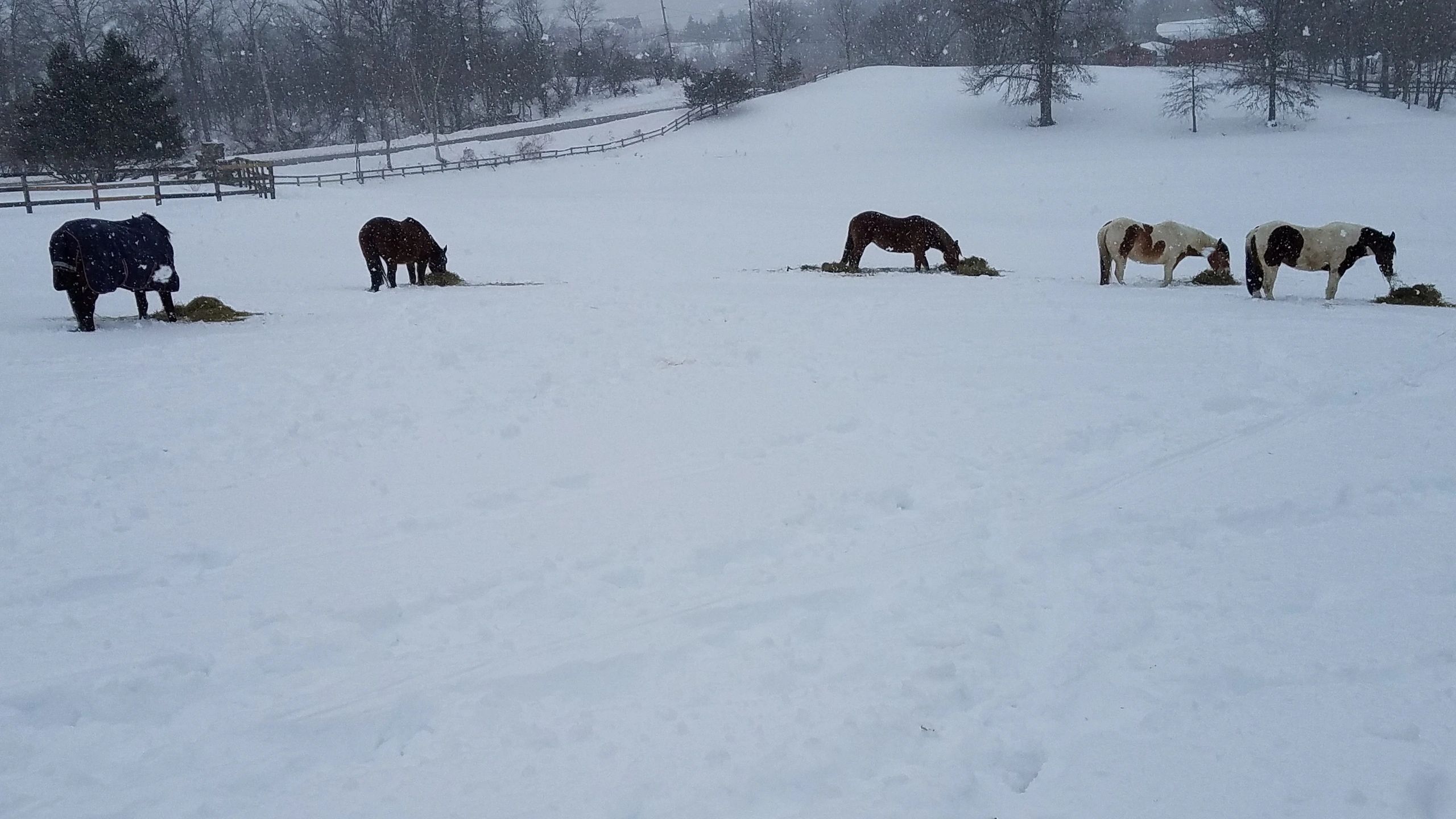 Second Chance Horse Rescue Farm