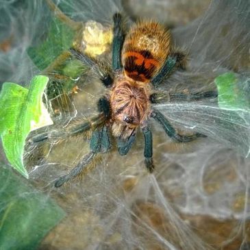 regal jumping spider 5i+ GREEN chelicerae – Marshall Arachnids