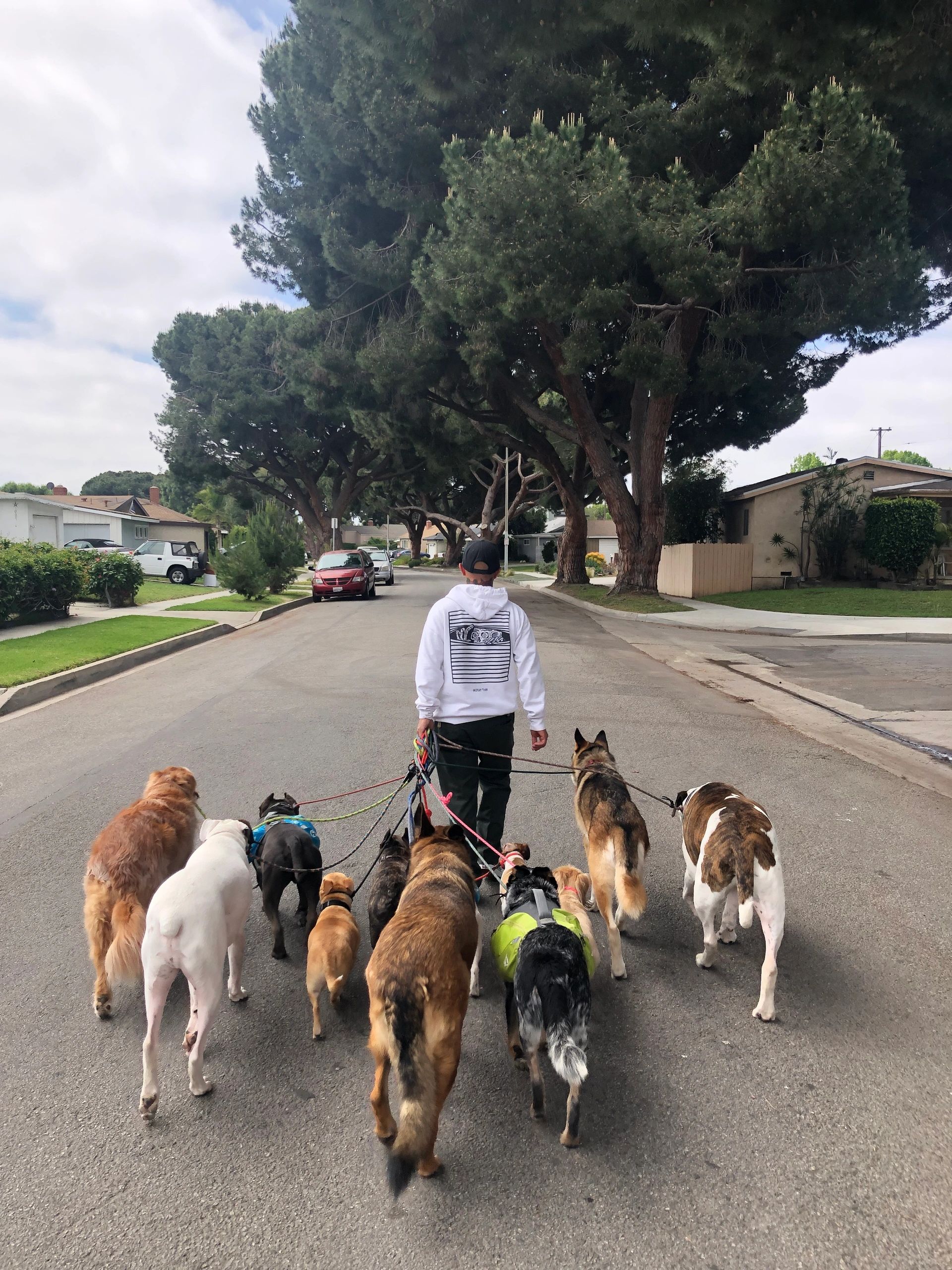 K9BreakThru Dog Training, Dog Behavior