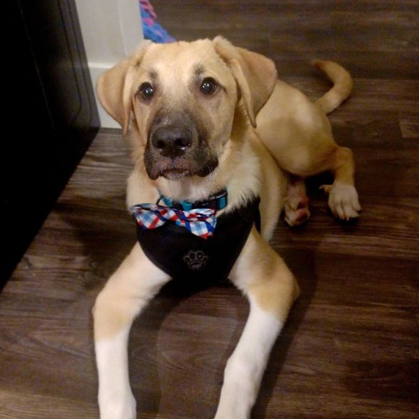 Cute puppy wearing a harness and a colorful bow tie lying on wooden floor.