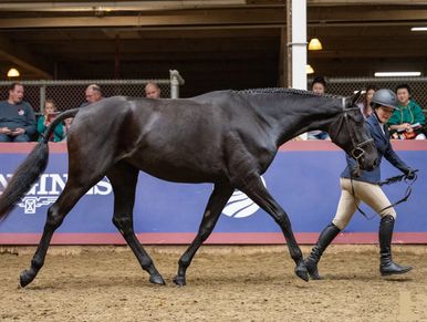 A black horse walks alongside a person in riding gear in an indoor arena.