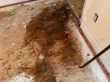 animal hoarding clean up, extreme filth, hoarding, eviction clean up