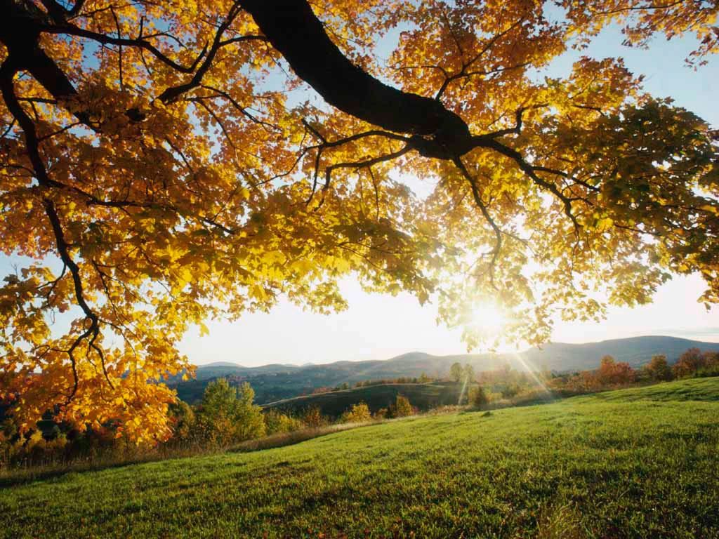 Autumn_Leaves.jpg
