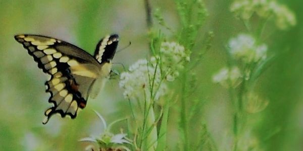 swallowtail butterfly prairie plants natural meadow pollinator gardening