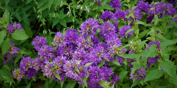 Campanula perennial flower gardening planting purple pollinator nectar source