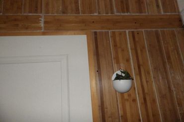 Plante verte décorative sur mur en bois.