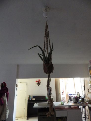 Plante suspendue dans un pot en macramé.