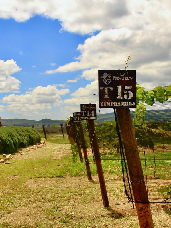 Viñedo La Revuelta Tequisquiapan Vinos  Restaurante Maridajes Quesos Espumosos Tintos