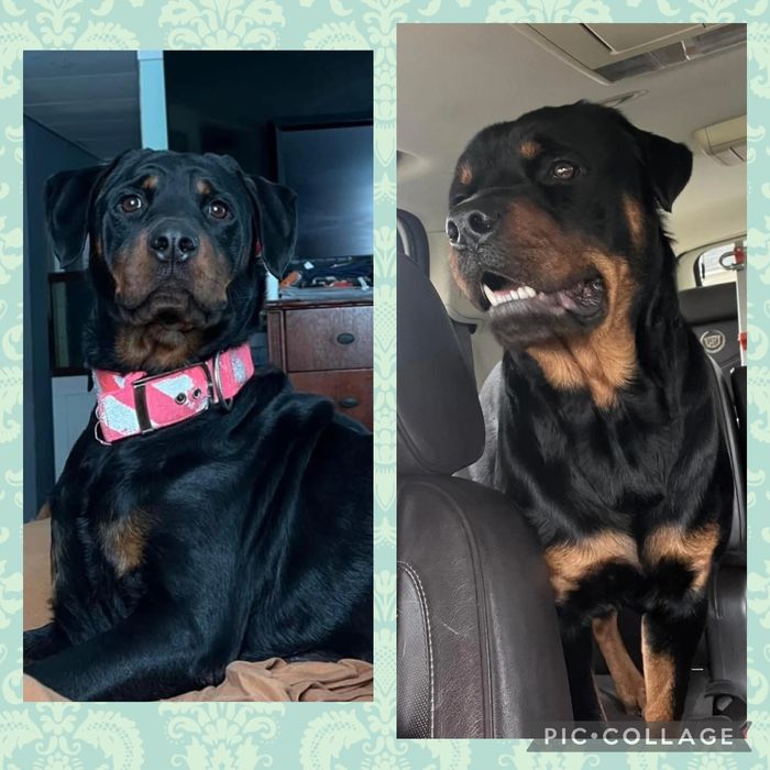 Beauty and Beast of Guardian Hause Rottweilers