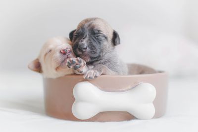 Breeders veterinary cheap services