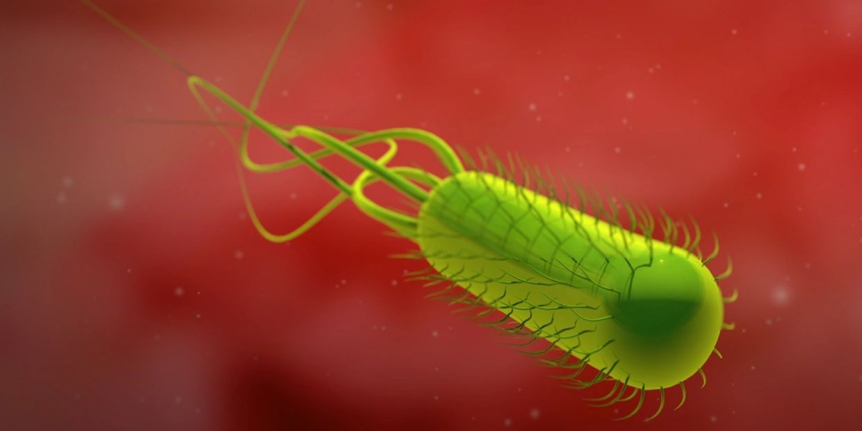 H-Pylori, Helicobacter Pylori, HP