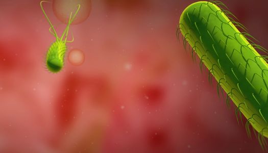H-pylori, Helicobacter Pylori