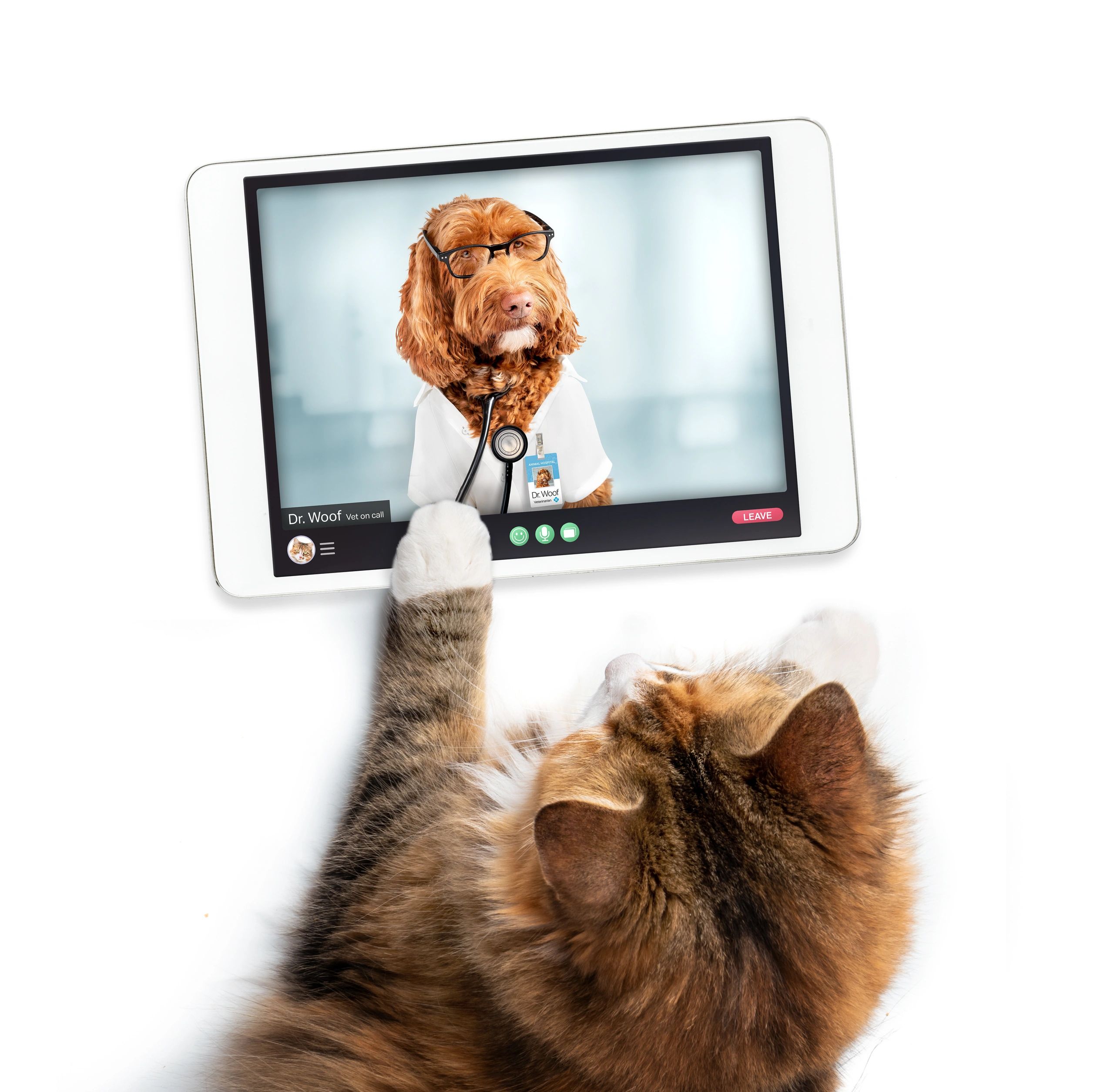 pet infoteh,www.vetecom.co.uk,dog,cat,vet