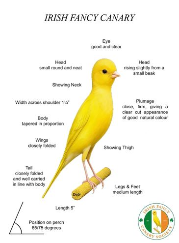Diagram detailing the features of the Irish Fancy Canary.