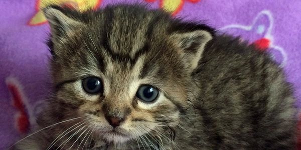 Close-up of a fluffy kitten with big blue eyes on a purple blanket.