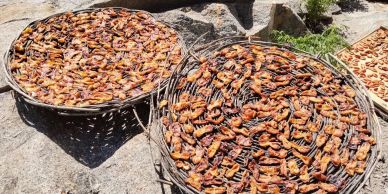 Prawns drying in woven baskets under the sun.