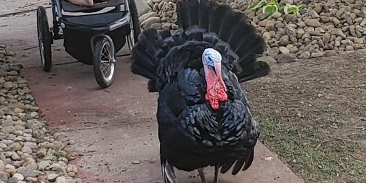 Turkey strutting on pathway at Middle Creek Farms, a non-GMO farm selling quality eggs and meat