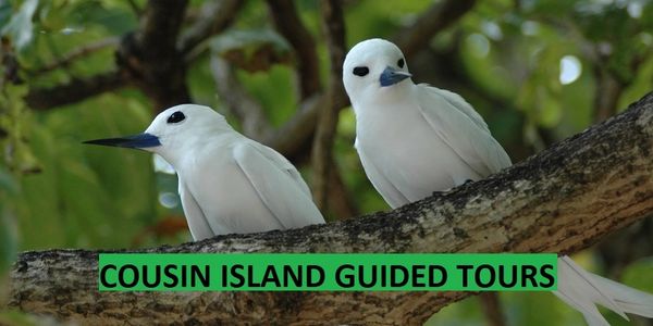 Cousin Guided Tour from Praslin island to see the sea birds